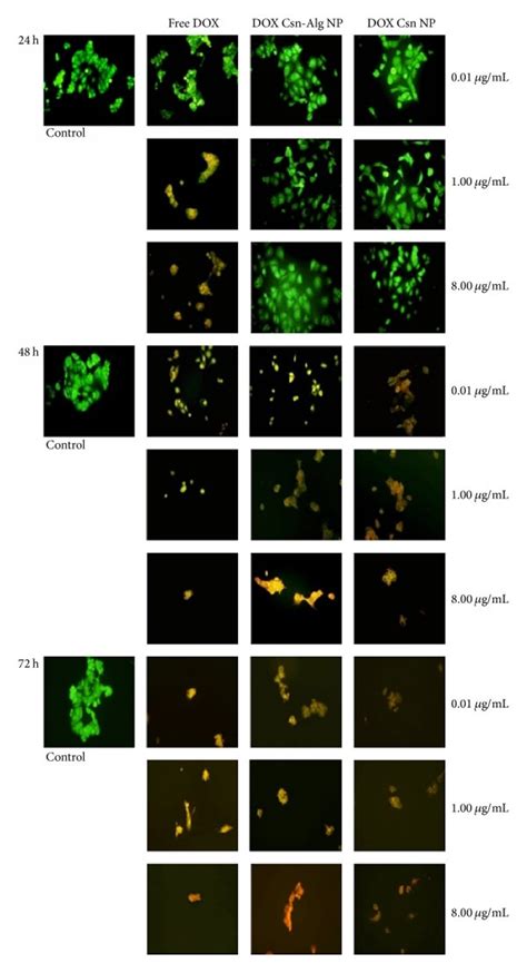 Fluorescence Microscopic Observations Of Mcf 7 Cells Treated With Download Scientific Diagram