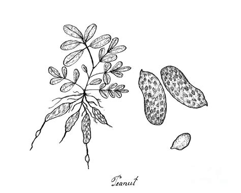 Hand Drawn of Peanuts Plant on White Background Drawing by Iam Nee - Fine Art America