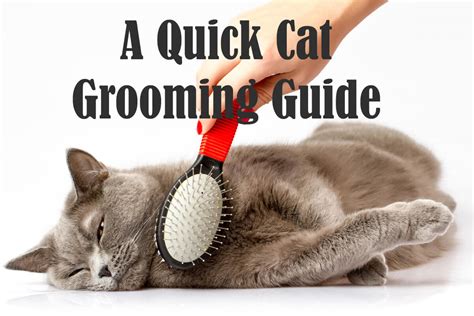 Guide to Cat Grooming | Cat Mania