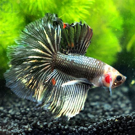 Kampffisch Halfmoon Silver Red Spot Betta Splendens Aquapro