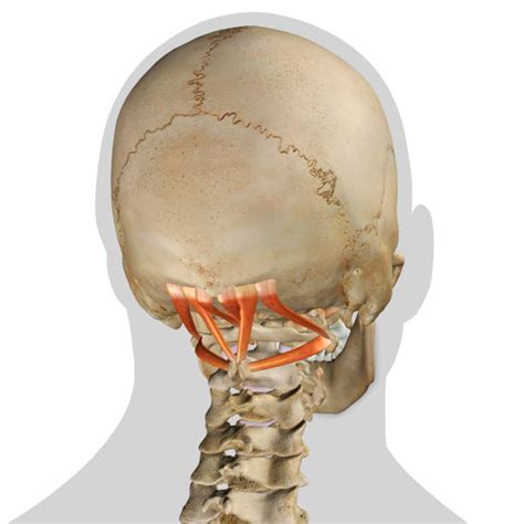 occipital bone foto stok potret gambar bebas royalti istock