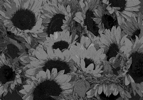 Total 64 Imagen Girasol Png Blanco Y Negro Abzlocal Mx