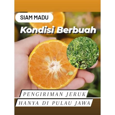 Jual Berbuah Pohon Jeruk Siam Madu Kondisi Berbuah Shopee Indonesia