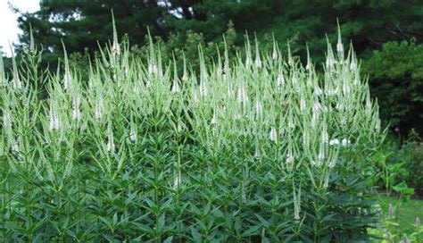 Our Top 10 Favorite Maryland Native Pollinator Perennials Laurens