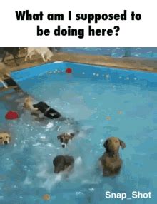 Dog Wtf GIF - Dog Wtf Pool - Discover & Share GIFs