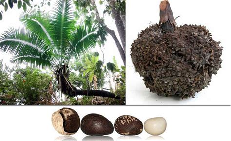 Tagua - ARTE AMAZONIA provides a global voice through art for the ...