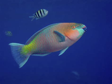 6 Fascinating Facts About Colorful Parrotfish Free The Ocean