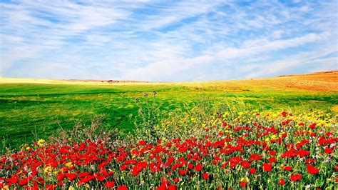 Free Flower Field wallpaper | 1920x1080 | #83305