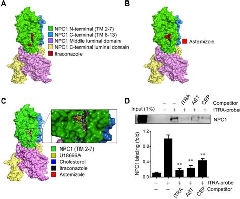 Astemizole Binds To The Sterol Sensing Domain Of Npc A B Structure