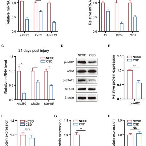 Qrt Pcr And Western Blot Results Ac Qrt Pcr Analysis Of The Mrna Download Scientific