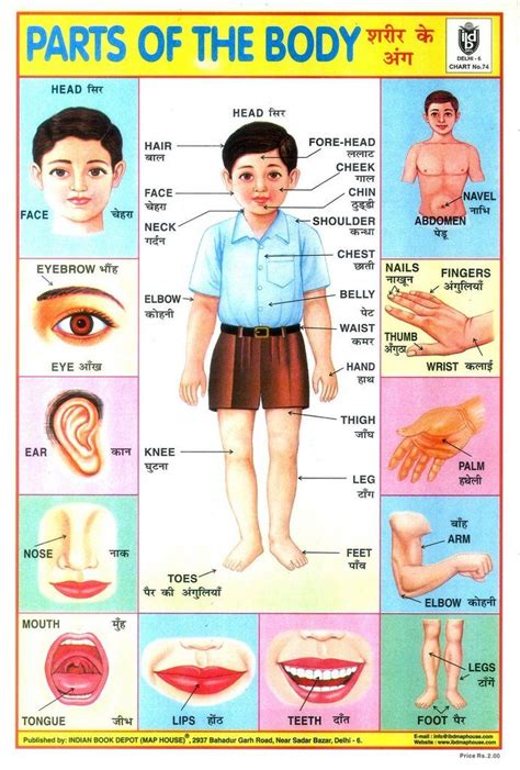 Indian school posters | Body parts for kids, Body chart, School posters