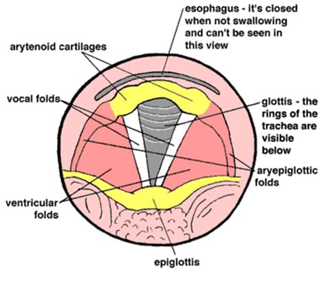 Arytenoid Cartilage Muscular Process