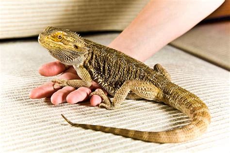 4 Best Bearded Dragon Breeders (in the US)