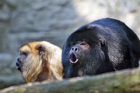 10 Key Facts About Howler Monkeys - A-Z Animals