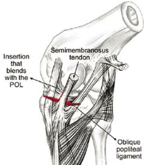 Oblique Popliteal Ligament