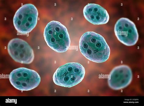 Cyst Of Giardia Intestinalis Protozoan Formerly Known As G Lamblia Or Lamblia Intestinalis