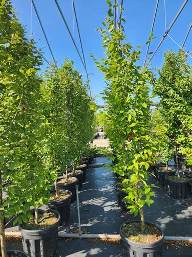 Carpinus Betulus Frans Fontaine Columnar Hornbeam Kampen Tree Supply