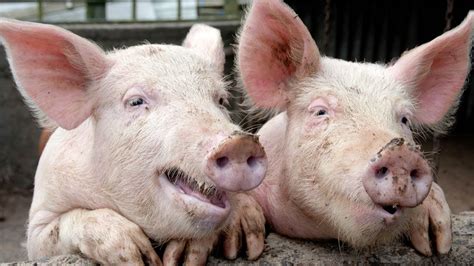 Can Pigs Eat Humans? | Pet Reader