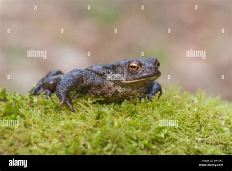 Common Toad Bufo Bufo Stock Photo Alamy