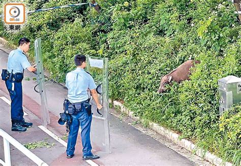 野豬再殺入市區 火炭站噬男撞女 東方日報