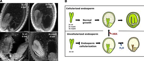 Figure Embryo Development Arrest Induced By Endosperm Cellularization