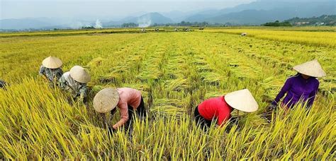 Vietnams Agriculture Sector Targets 40 Billion Export Vietnam Times