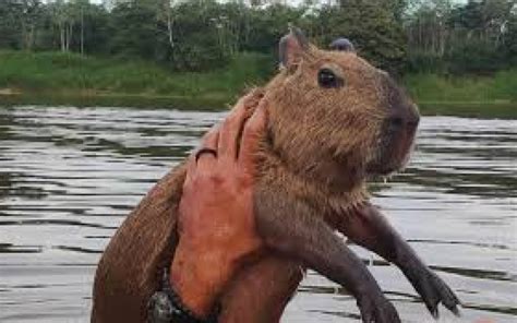 Capivara Fil Liberada Pelo Ibama E Devolvida A Seu Habitat Natural