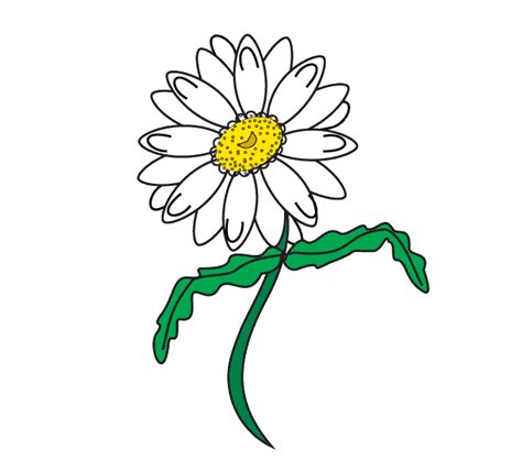 How To Draw A Daisy Easy Drawing Guides