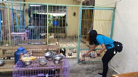 2 Majikan Wanitanya Tewas Dibunuh Begini Nasib Anjing Dan Kucing Di