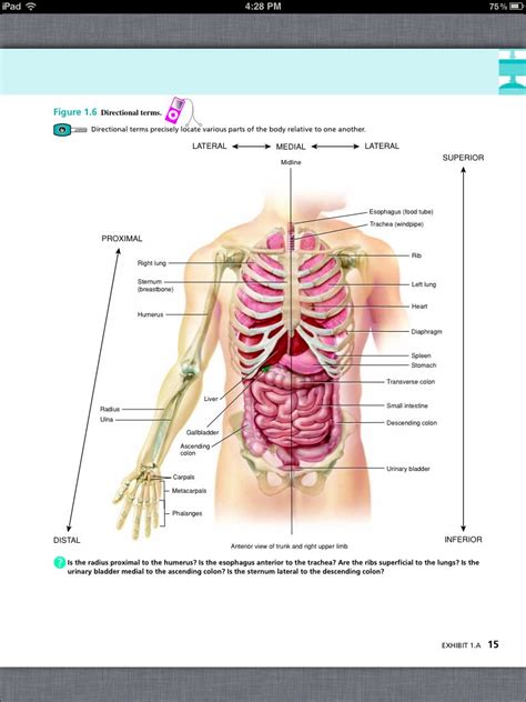 Human Anatomy And Physiology Chapter 1 Anatomical Charts Posters