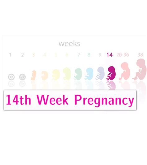 Pregnancy Week By Week Symptoms Baby Development And Body Changes