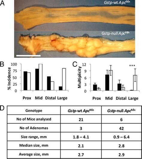 Markedly Enhanced Colon Tumorigenesis In ApcMin Mice Lacking