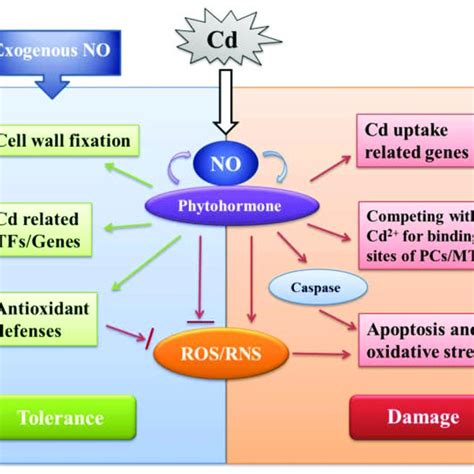 Schematic Representation Of The Role Of Nitric Oxide In The Response Of