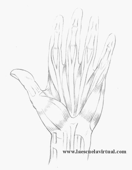 Como Dibujar Manos En Diferentes Posiciones Su Forma Y Anatomia