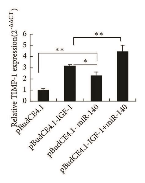 The Expression Of Acan Col A Timp Mmp And Adamts In Il