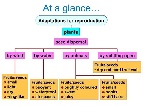 Ppt Seed Dispersal Powerpoint Presentation Id 267798