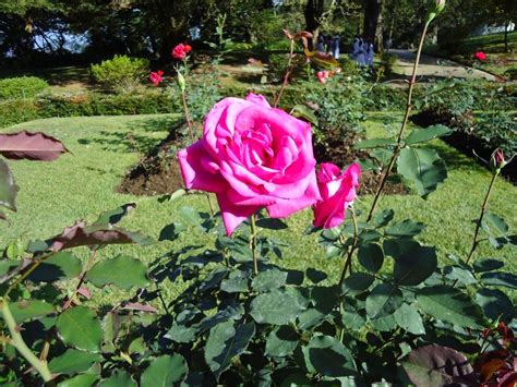 Beauty Of Sri Lanka Haggala Botanical Garden