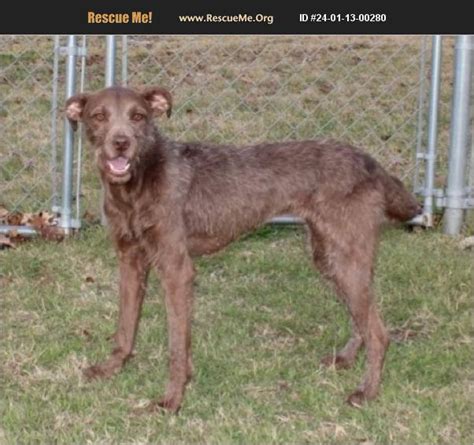 Adopt German Wirehaired Pointer Rescue Austin Tx