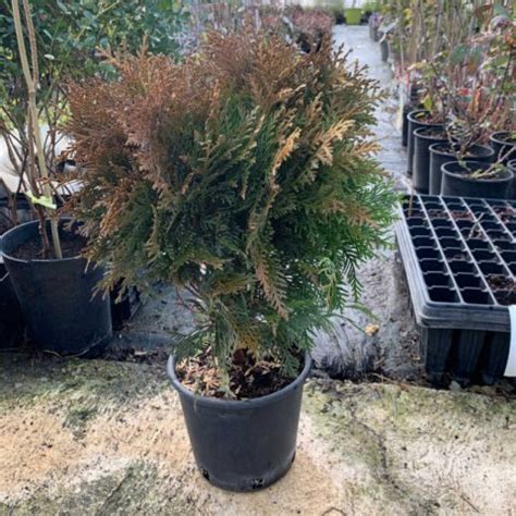 Plants Of White Cedar Danica Thuja Occidentalis Danica