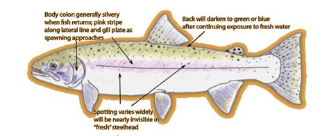 Steelhead Trout Identification Wild Trout Streams