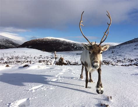 Pedicures For Reindeer The Cairngorm Reindeer Herd