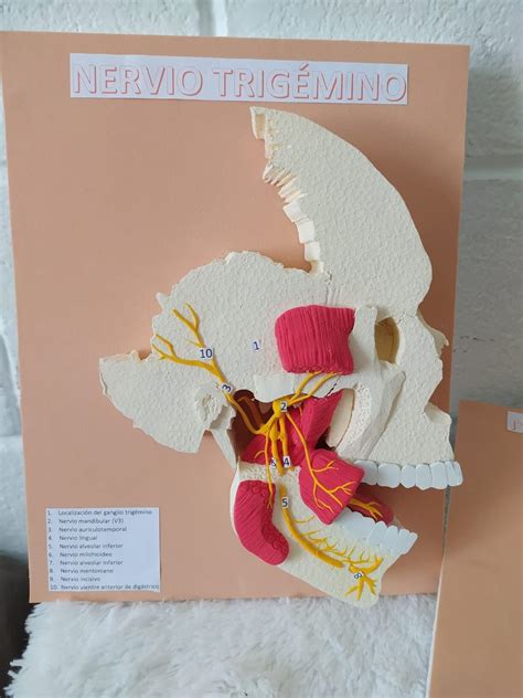 Maqueta Nervio trigémino 2D Maquetas de escuelas Maquetas de dientes