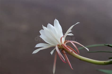 Queen of the night flower stock photo. Image of bloom - 239528716