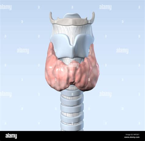 Hipertiroidismo Ilustracion Fotograf As E Im Genes De Alta Resoluci N
