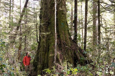 Forest Auction Put On Hold Near Port Renfrew Ha Shilth Sa Newspaper