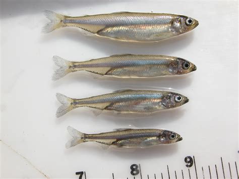Four Delta Smelt Face Right