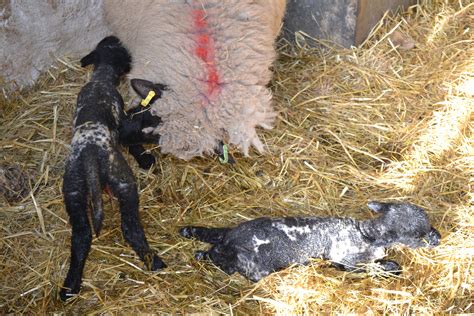 Everything You Ever Wanted To Know About Lambing But Were Too Afraid To