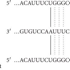 Identification Of The MiR 125a Target Site In TRXR1 3 UTR A