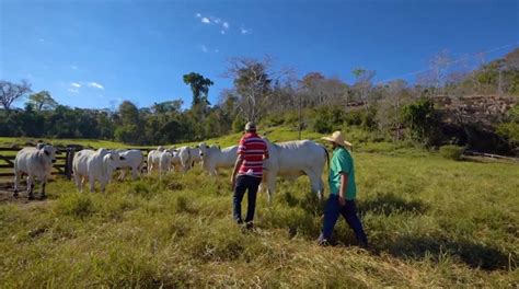 Panorama Leilões Como montar um sistema de manejo do gado que