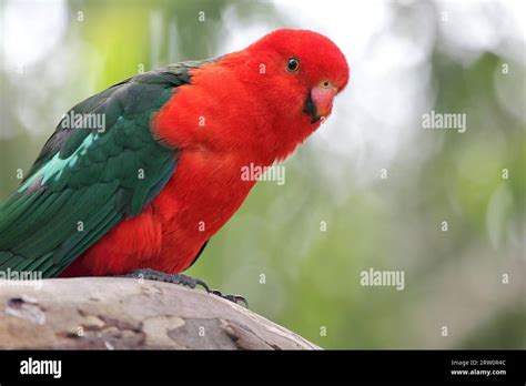 Male Australian King Parrot Alisterus Scapularis Sitting On A Branch